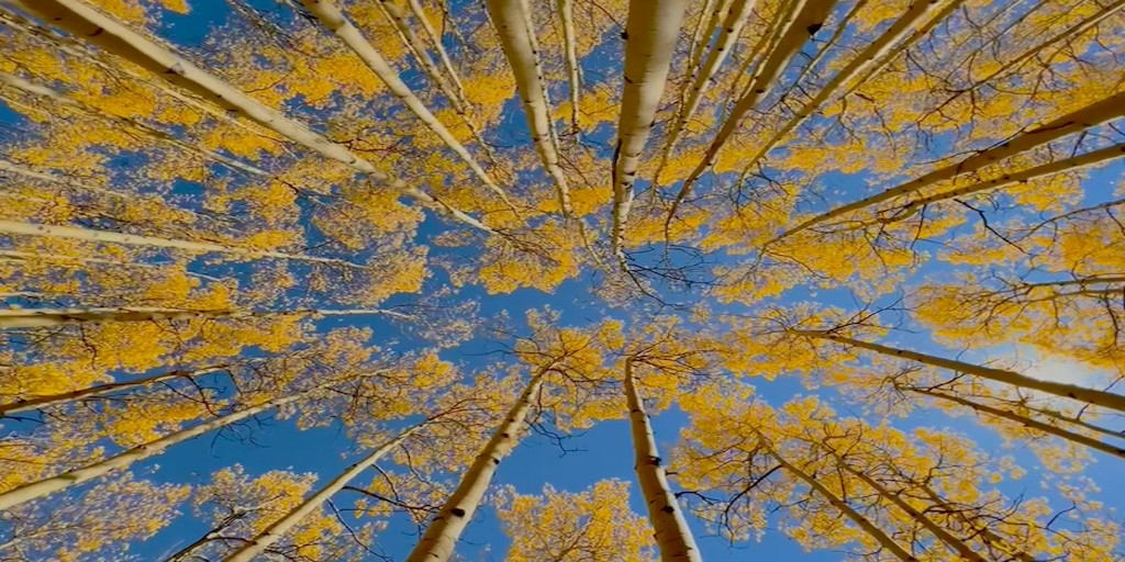 Colorado Fall